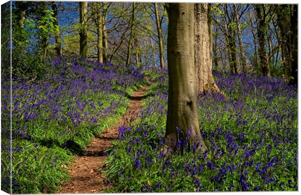 Enchanted Bluebell Wood Canvas Print by Martyn Arnold