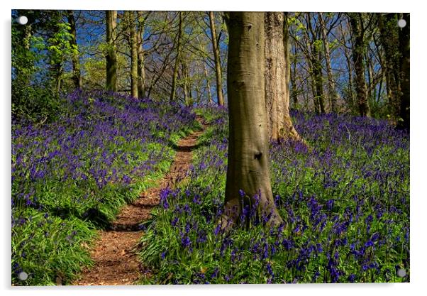 Enchanted Bluebell Wood Acrylic by Martyn Arnold