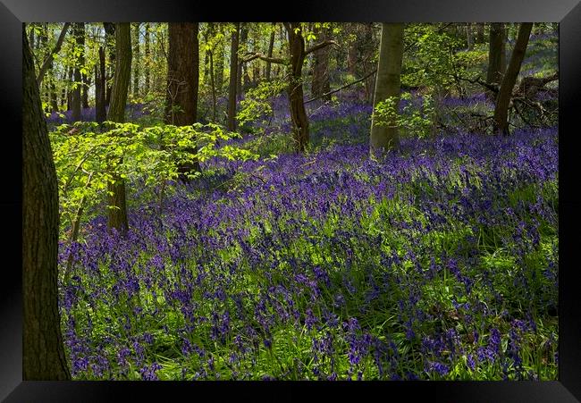 English Bluebells Framed Print by Martyn Arnold