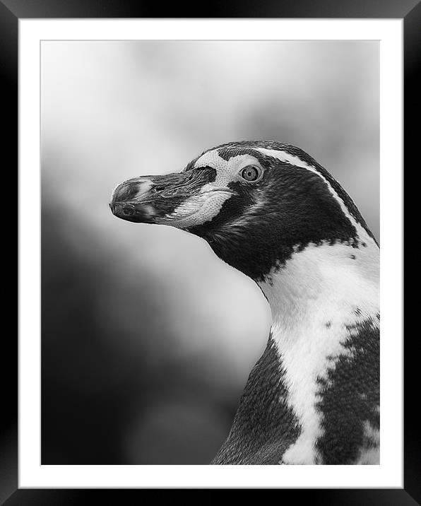 Portrait of a Humboldt Penguin Framed Mounted Print by Celtic Origins