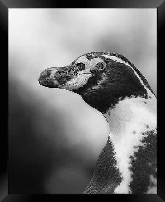 Portrait of a Humboldt Penguin Framed Print by Celtic Origins