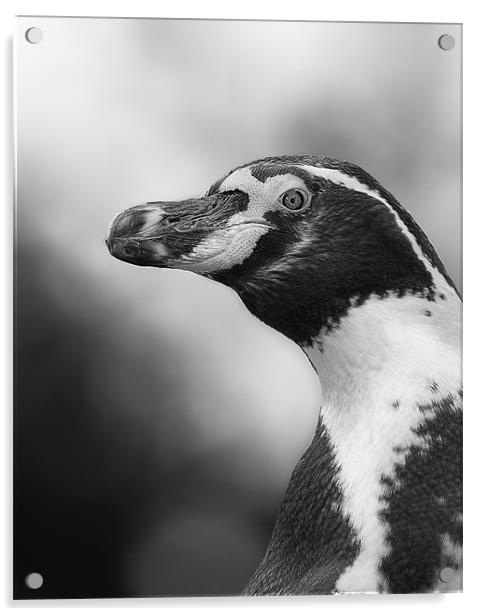 Portrait of a Humboldt Penguin Acrylic by Celtic Origins