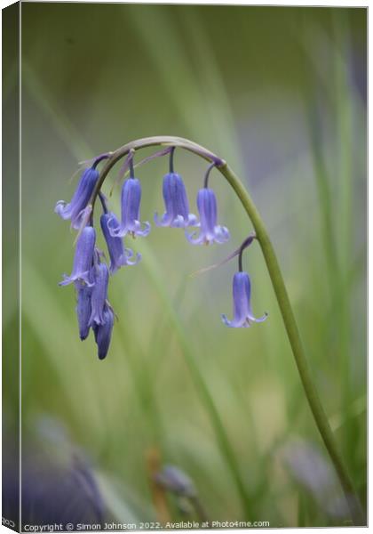 Plant flower Canvas Print by Simon Johnson