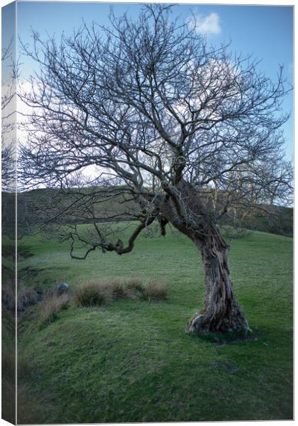 A quirky tree on the east slopes of Tynron  Canvas Print by christian maltby