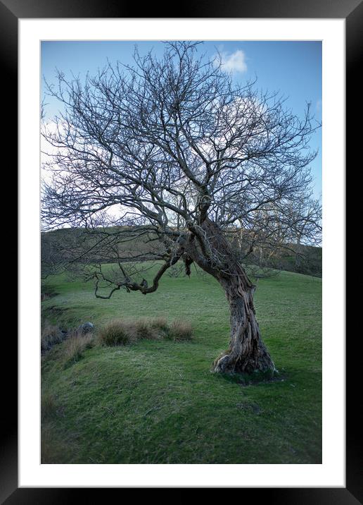 A quirky tree on the east slopes of Tynron  Framed Mounted Print by christian maltby
