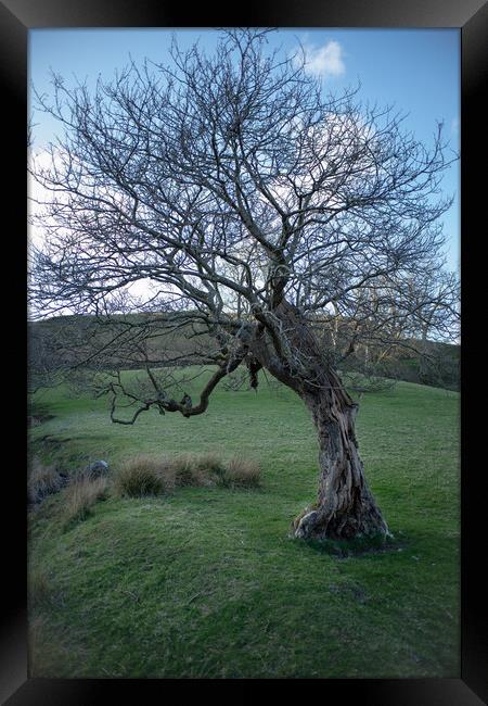 A quirky tree on the east slopes of Tynron  Framed Print by christian maltby