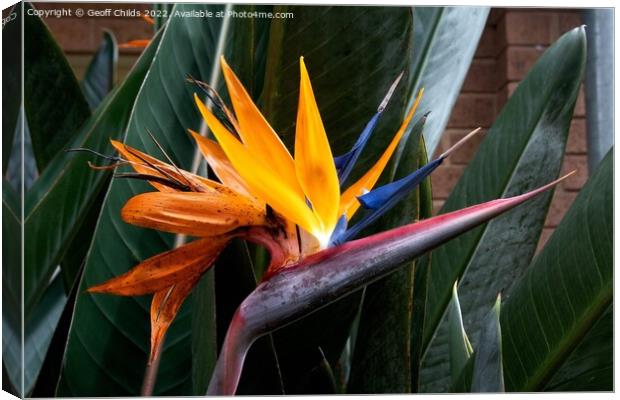  Colourful Bird of Paradise flower closeup in a garden setting.  Canvas Print by Geoff Childs