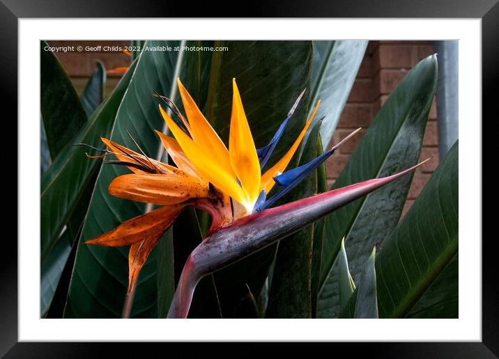  Colourful Bird of Paradise flower closeup in a garden setting.  Framed Mounted Print by Geoff Childs