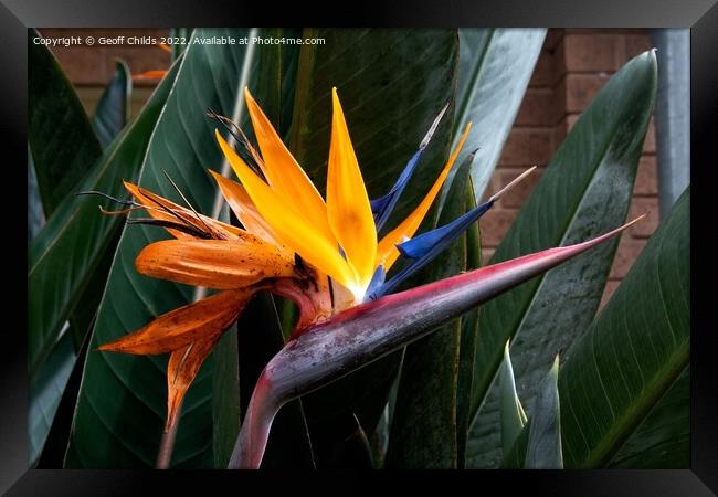  Colourful Bird of Paradise flower closeup in a garden setting.  Framed Print by Geoff Childs