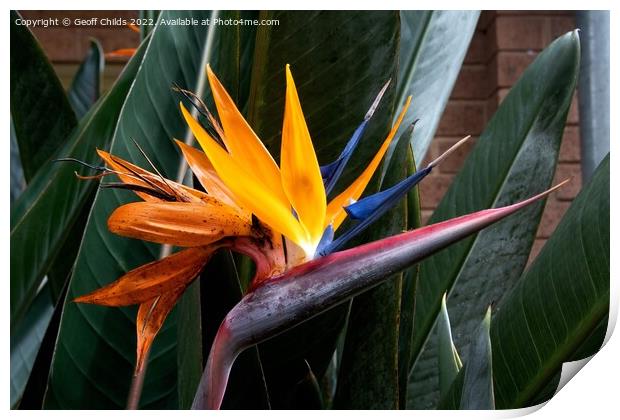  Colourful Bird of Paradise flower closeup in a garden setting.  Print by Geoff Childs