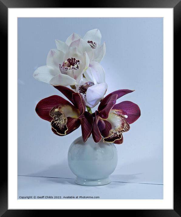  White and purple Cymbidium Orchids (Boat Orchids) in a white ce Framed Mounted Print by Geoff Childs