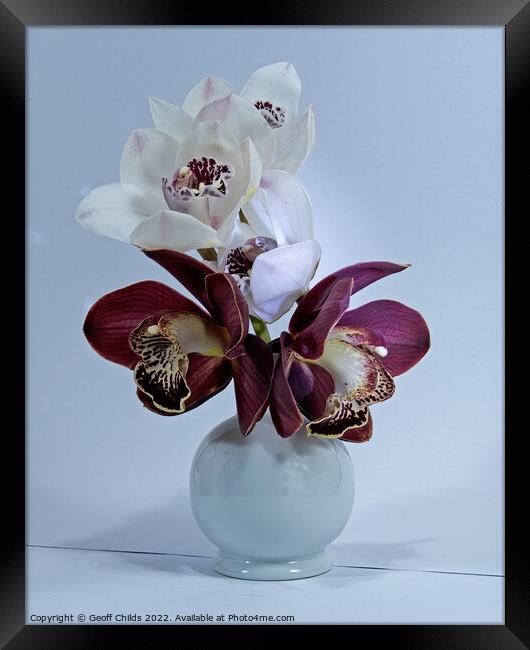  White and purple Cymbidium Orchids (Boat Orchids) in a white ce Framed Print by Geoff Childs