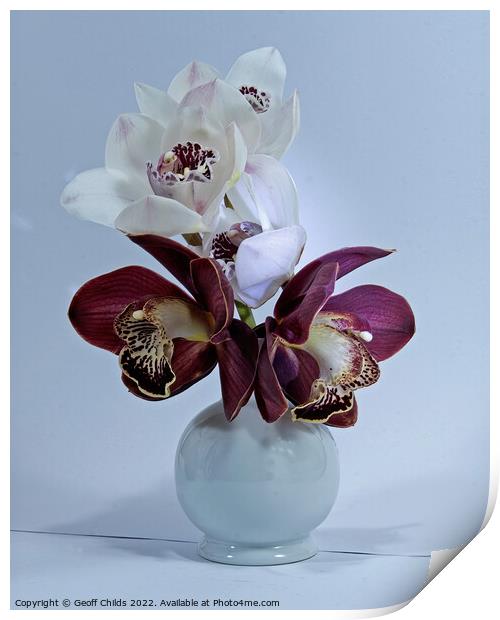  White and purple Cymbidium Orchids (Boat Orchids) in a white ce Print by Geoff Childs
