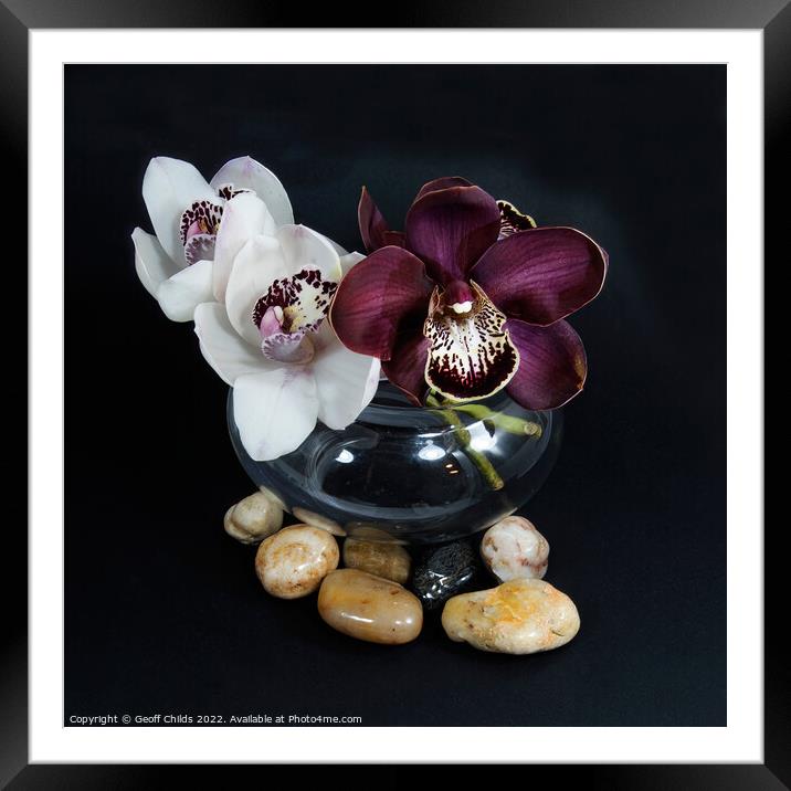 White & purple Cymbidium orchids; (Boat Orchid) in a glass vase  Framed Mounted Print by Geoff Childs