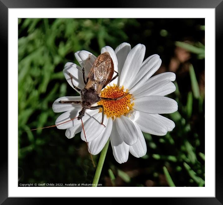 Single Boston Daisy flower closeup with a large insect in a gard Framed Mounted Print by Geoff Childs