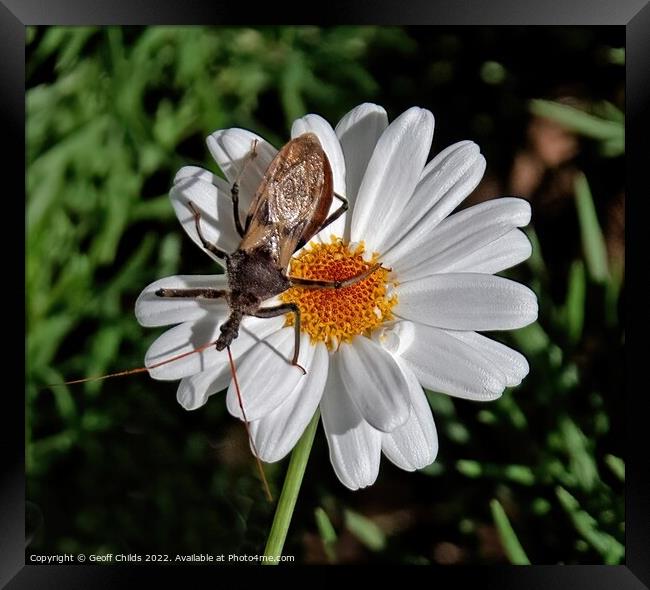 Single Boston Daisy flower closeup with a large insect in a gard Framed Print by Geoff Childs