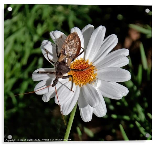 Single Boston Daisy flower closeup with a large insect in a gard Acrylic by Geoff Childs