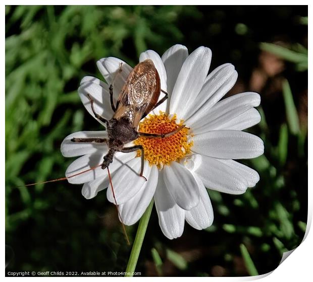 Single Boston Daisy flower closeup with a large insect in a gard Print by Geoff Childs
