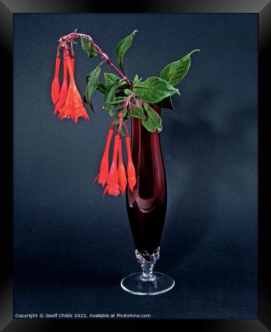  Red Fuchsia, onagraceae, flower in a red glass vase isolated. Framed Print by Geoff Childs