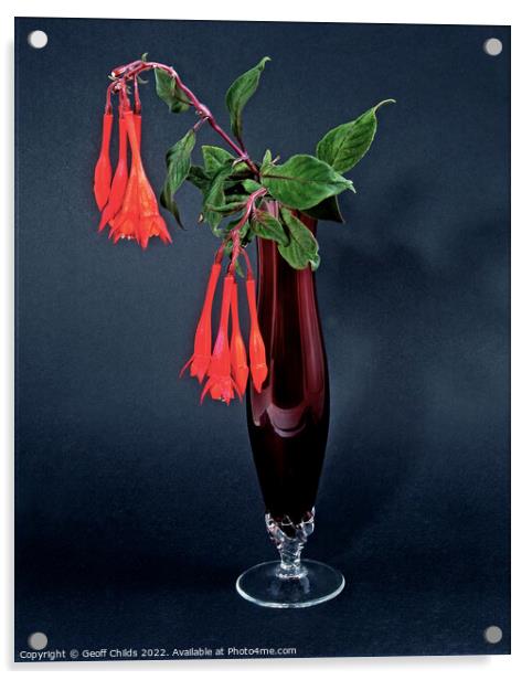  Red Fuchsia, onagraceae, flower in a red glass vase isolated. Acrylic by Geoff Childs
