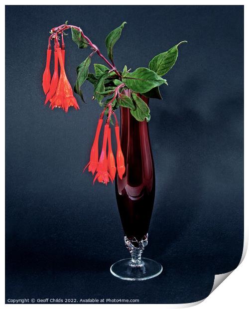  Red Fuchsia, onagraceae, flower in a red glass vase isolated. Print by Geoff Childs