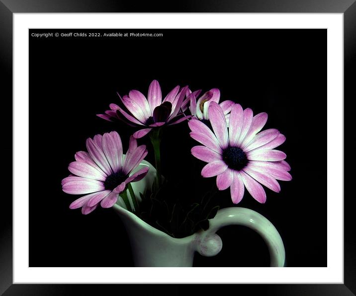 Pink and white African Daisy flower in a vase isol Framed Mounted Print by Geoff Childs