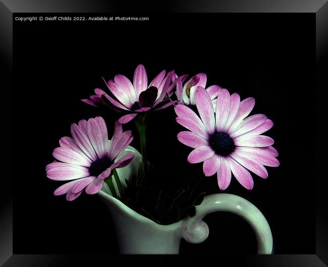 Pink and white African Daisy flower in a vase isol Framed Print by Geoff Childs