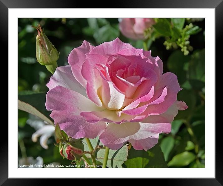  Colourful pink French Rose flower closeup in a garden setting.  Framed Mounted Print by Geoff Childs
