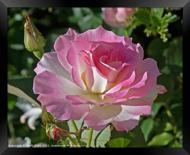  Colourful pink French Rose flower closeup in a garden setting.  Framed Print by Geoff Childs