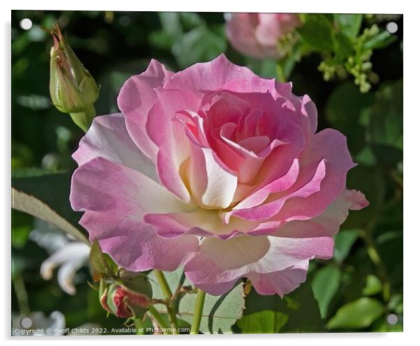  Colourful pink French Rose flower closeup in a garden setting.  Acrylic by Geoff Childs