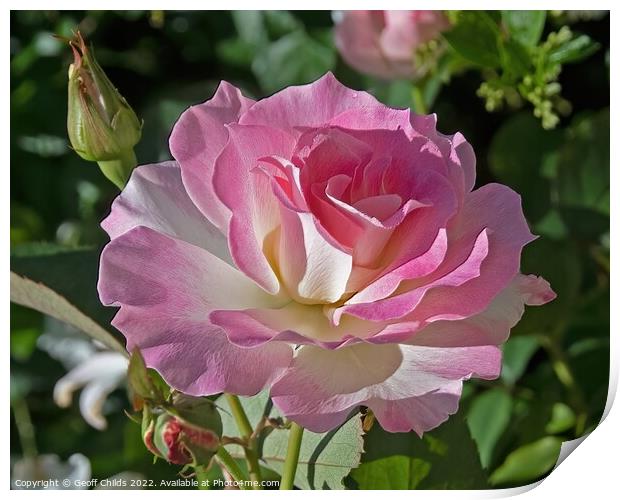  Colourful pink French Rose flower closeup in a garden setting.  Print by Geoff Childs
