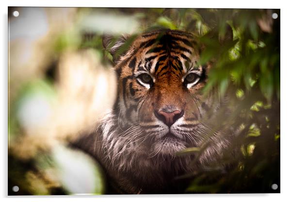 Sumatran Tiger - Hide and Seek Acrylic by Celtic Origins