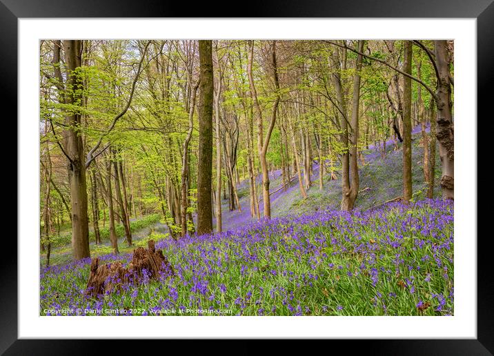 Bluebells, Margam Forest, Wales Framed Mounted Print by Dan Santillo