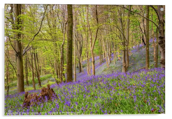 Bluebells, Margam Forest, Wales Acrylic by Dan Santillo