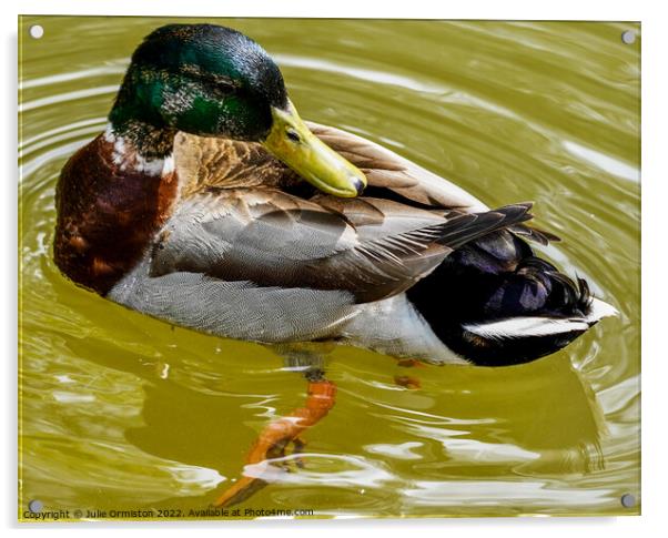 Mallard Duck Acrylic by Julie Ormiston