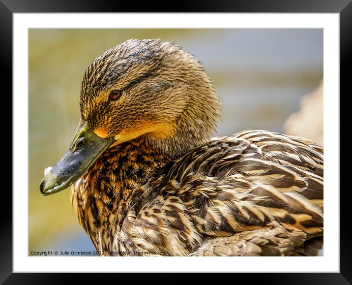 Female Duck Framed Mounted Print by Julie Ormiston