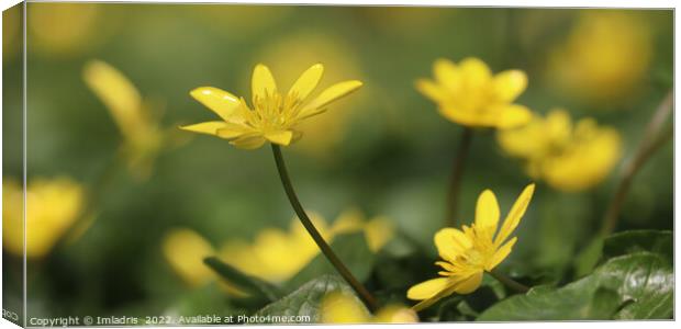 Bright Yellow,  Lesser Celandine Flowers Canvas Print by Imladris 