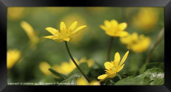 Bright Yellow,  Lesser Celandine Flowers Framed Print by Imladris 