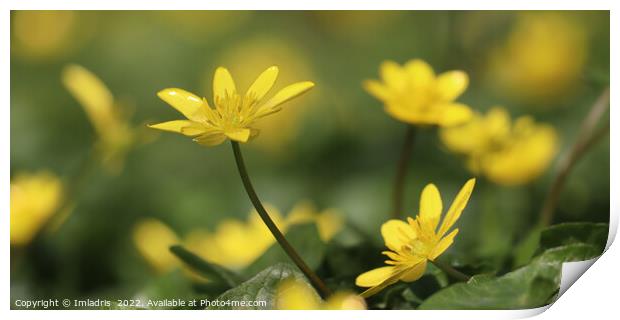 Bright Yellow,  Lesser Celandine Flowers Print by Imladris 