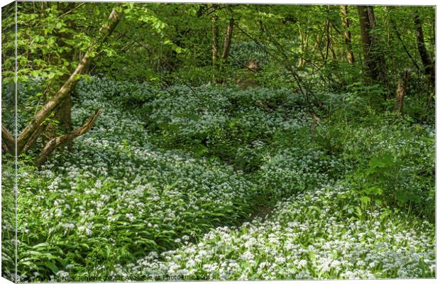 Wild Garlic or Ramsons in a wood in April  Canvas Print by Nick Jenkins