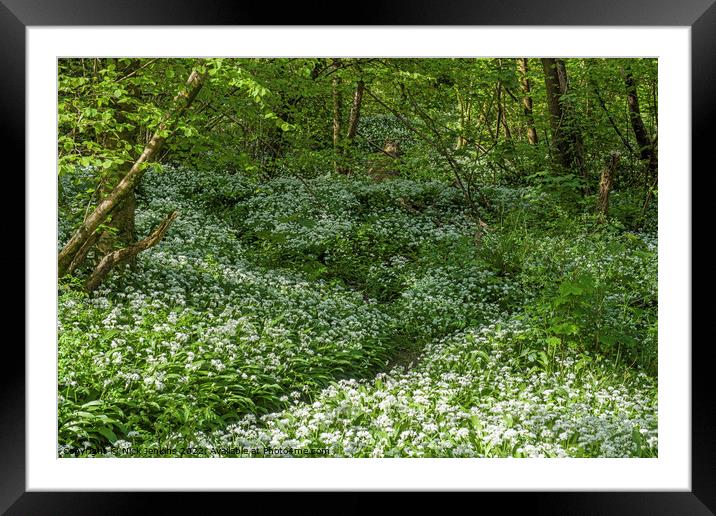 Wild Garlic or Ramsons in a wood in April  Framed Mounted Print by Nick Jenkins