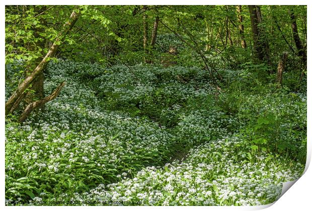 Wild Garlic or Ramsons in a wood in April  Print by Nick Jenkins