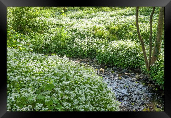 Ramsons or Wild Garlic in April Springtime Wood Framed Print by Nick Jenkins