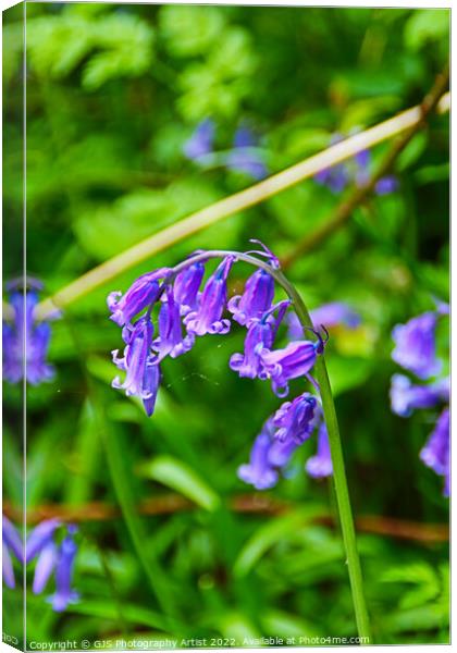 Bluebell Head with Cobwebs Canvas Print by GJS Photography Artist