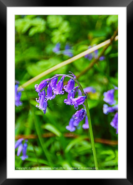 Bluebell Head with Cobwebs Framed Mounted Print by GJS Photography Artist