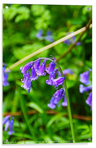Bluebell Head with Cobwebs Acrylic by GJS Photography Artist