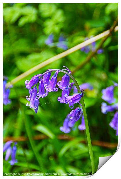Bluebell Head with Cobwebs Print by GJS Photography Artist