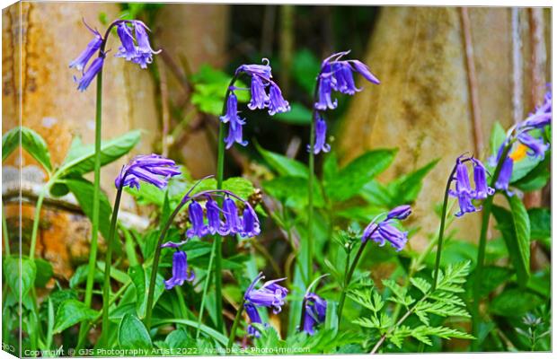 Bluebells in the Sun Canvas Print by GJS Photography Artist