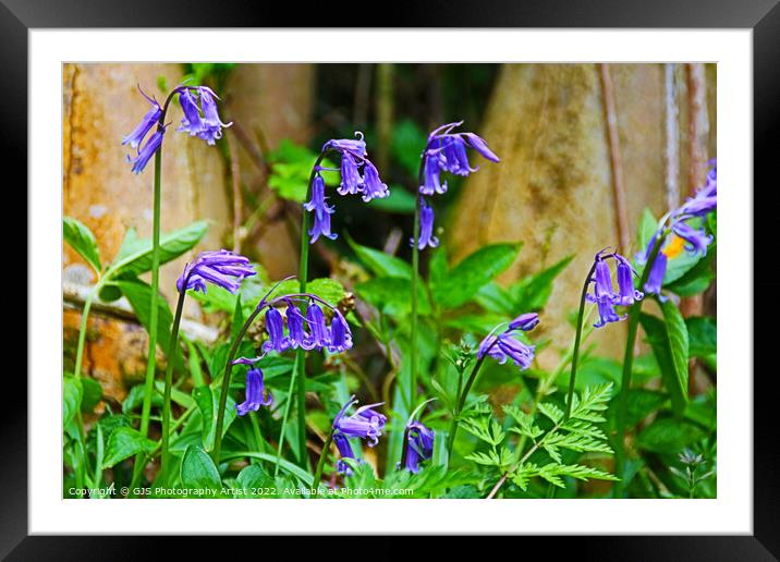 Bluebells in the Sun Framed Mounted Print by GJS Photography Artist