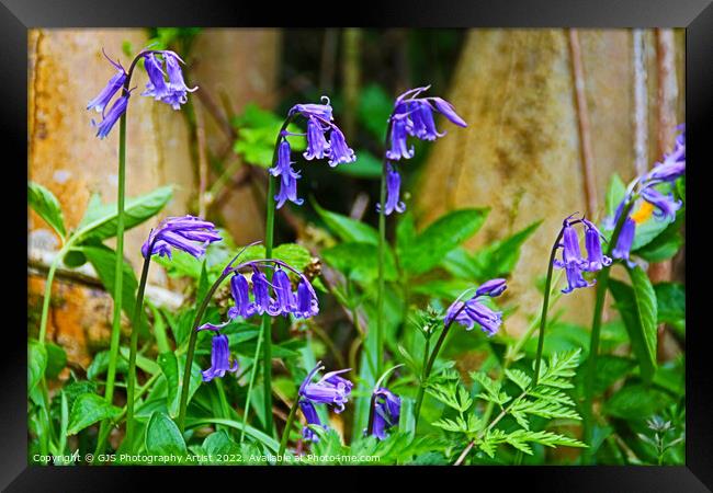 Bluebells in the Sun Framed Print by GJS Photography Artist